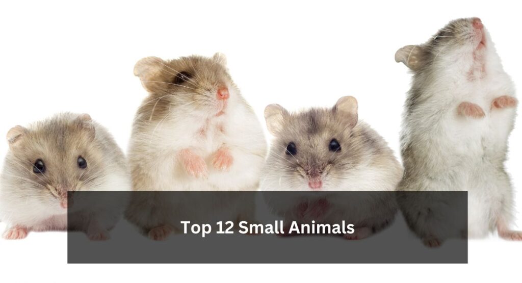 Top 12 Small Animals