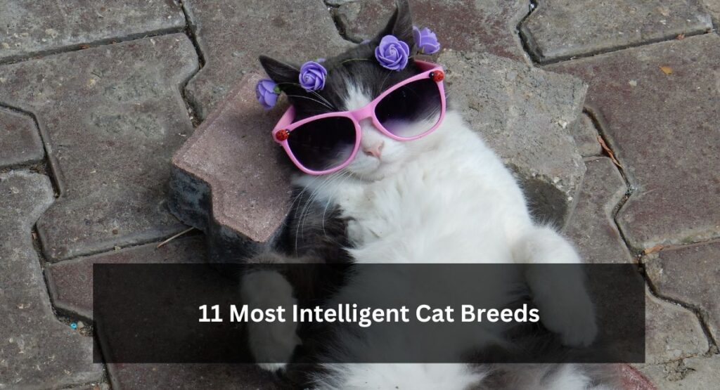 11 Most Intelligent Cat Breeds