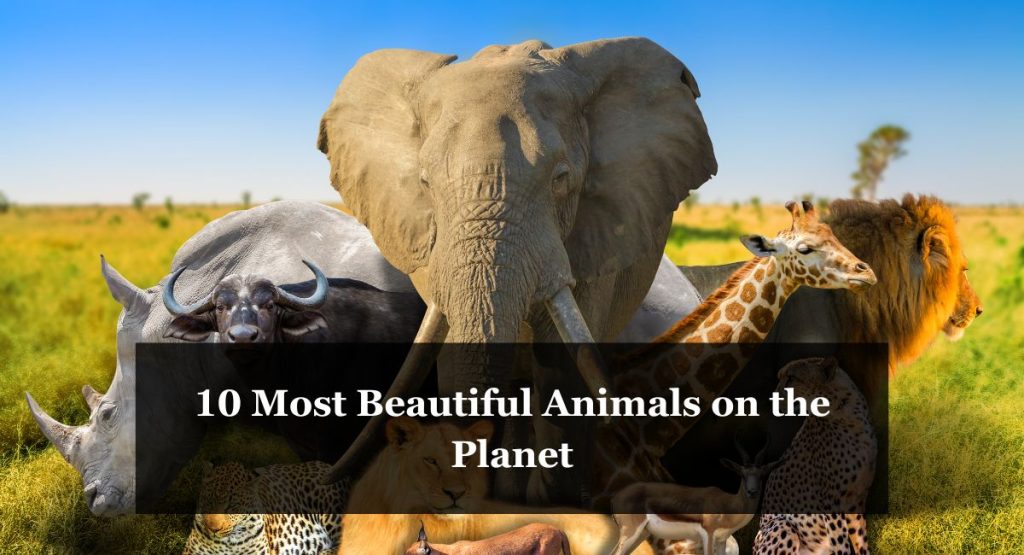 10 Most Beautiful Animals on the Planet